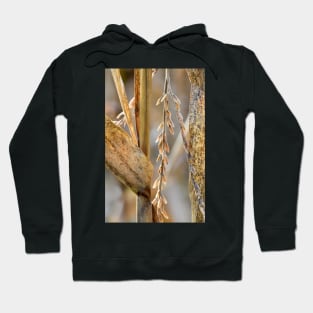 Corn Stalk details Hoodie